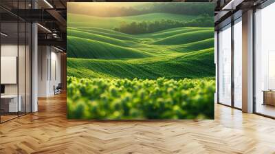 Aerial photography of green wavy agricultural field area in sunny day Wall mural