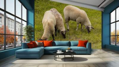 Three sheep graze in the open pasture and mow the grass Wall mural