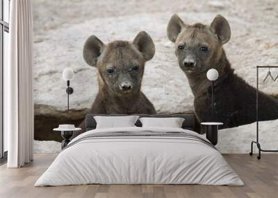 Hyena cubs close-up, Amboseli, Kenya,
 Wall mural