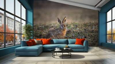 Hare on farm field in grass  Wall mural