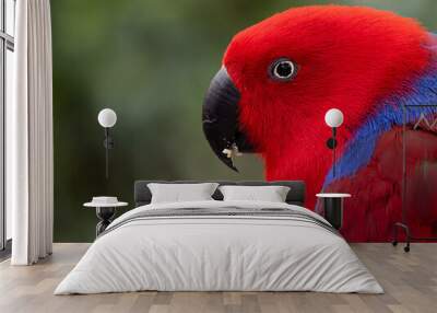 eclectus parrot found in australia. close up of the side of a red parrot's face. beautiful eclectus  Wall mural