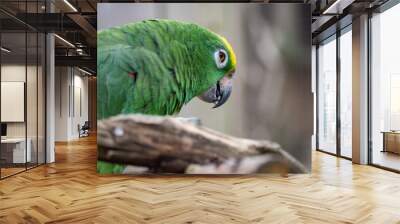 Rocky Yellow Nape Amazon Parrot Headshot. Portrait of Amazona ochrocephala or yellow crowned parrot, Yellow Napped Parrot Perched on a Branch Wall mural