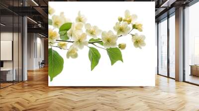 Crataegus laevigata leaf isolated on white background, close up Wall mural