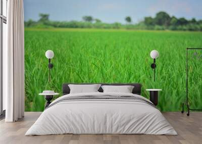 Paddy field with green scene and Beautiful Green background Wall mural