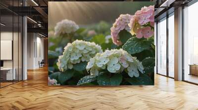 Early morning scene featuring a single hydrangea bush adorned with droplets of dew glistening under the sunlight, the dewdrops catch the light and creating a sparkling effect on the delicate petals
 Wall mural