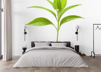 young plant growing from soil isolated on white background. Wall mural