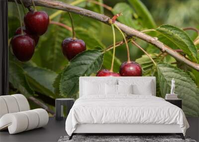 Cherry time Wall mural