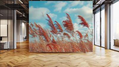 Red reed sway in the wind with blue cloudy sky background. Dry grass flowers field in autumn Wall mural