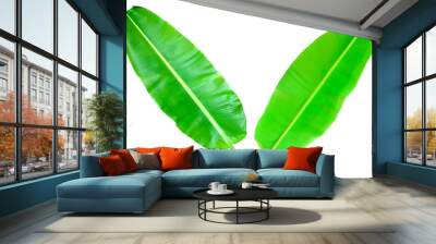 The fresh green banana leaf on the left is the top. The right side is the wash side. With long, dreadful stalk and beautiful detail placed on a white background. There is a copy space text at the top. Wall mural