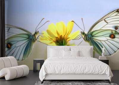 Two butterflies are sitting on a yellow flower. The butterflies are white and have black spots. Concept of peace and tranquility, as the butterflies are enjoying the beauty of the flower Wall mural