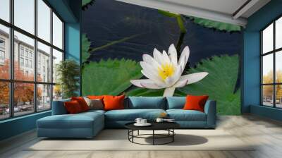 White water lily. National flower of Bangladesh. Wall mural