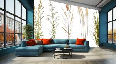 Collection of native prairie grasses featuring bluestem, prairie dropseed, and Indian grass, preserved for educational purposes, isolated on transparent background Wall mural