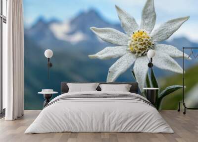 Edelweiss Flower in Bloom with Alpine Mountains in the Background Wall mural