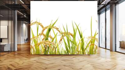 Field of Rice Plants with Golden Grain Heads Wall mural