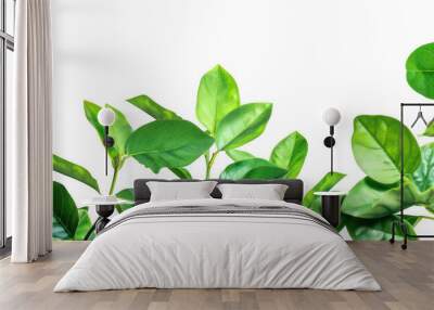 Fresh Green Leaves on Branches Wall mural