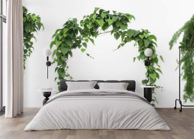 set of canopy creepers, with large leaves, draping from the tops of tall trees, isolated on transparent background Wall mural