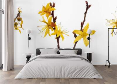 set of hazel plants, with yellow flowers in bloom, isolated on transparent background Wall mural