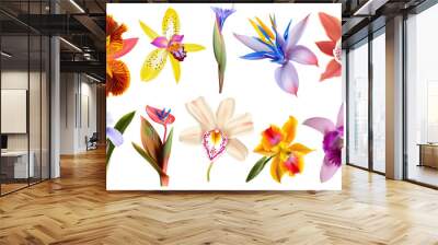 Set of rare and exotic flowers including orchids, passion flowers, and bird of paradise, isolated on transparent background Wall mural