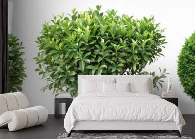 set of types of boxwood shrubs, neatly trimmed, isolated on transparent backgroun Wall mural