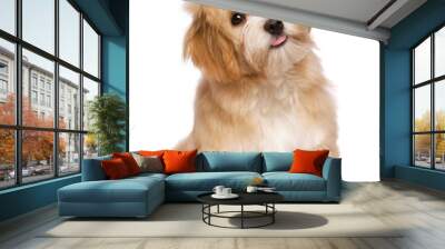 beautiful sitting reddish havanese puppy dog is looking upward Wall mural