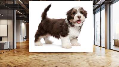 Beautiful smiling chocholate havanese puppy dog is standing Wall mural