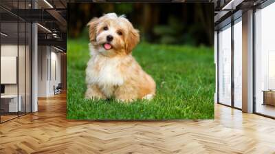 Happy little orange havanese puppy dog is sitting in the grass Wall mural