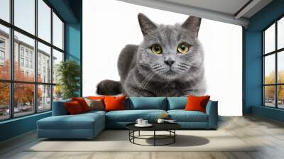 Sweet young adult solid blue British Shorthair cat kitten laying down front view, looking at camera with orange eyes and one paw hanging over edge, isolated on white background Wall mural