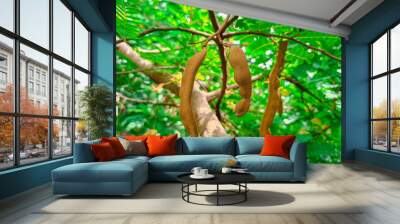 Beautiful tamarind on tree with green leaves. Wall mural