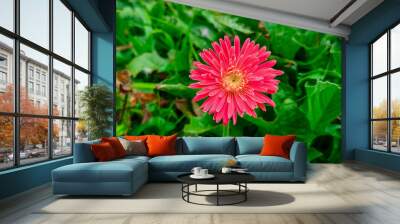 Red gerbers flowers in the garden. Wall mural