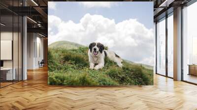 Dog sitting on green grass against the background of the light blue sky. Travel with a pet. Border Collie on a Mountain Wall mural