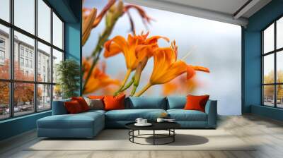 orange flower on blue sky background Wall mural