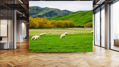 Sheep in green grass field and mountain with sky background in rural of new zealand Wall mural