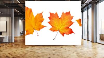 Collection of autumn leaves isolated on transparent or white background, png Wall mural