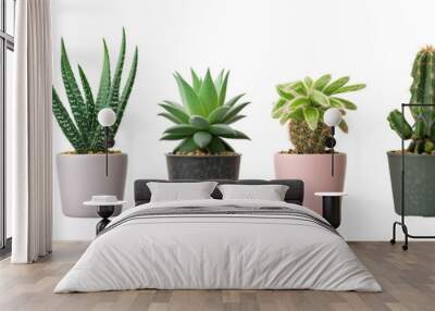 collection set of succulents, cacti isolated on transparent background Wall mural