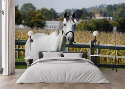 white horse fenced wooden fence background blurred yellow cornfield in the day sunshine without peop Wall mural