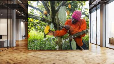 A farmer collects a cocoa pod from the tree during harvest Wall mural