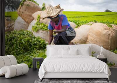 An African farmer works in the tea fields and takes care of the harvest to put in the bags Wall mural