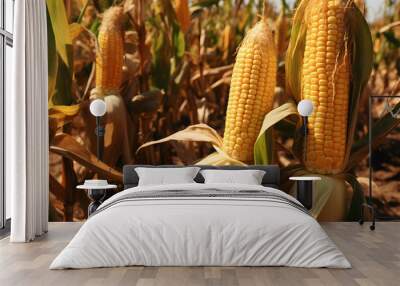 Corn cobs in corn plantation field Wall mural