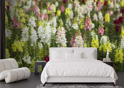 Colorful garden with many kinds of flowers blooming   Wall mural