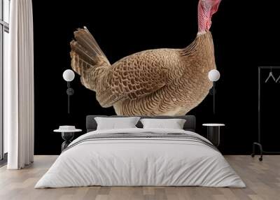 Male turkey isolated on transparent background Wall mural