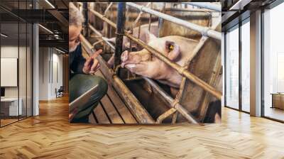 Veterinarian in the pig farm checking on the pig's health Wall mural