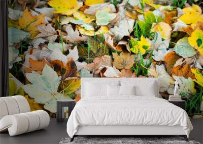 fallen autumn leaves Wall mural