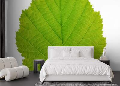 green leaf of hazelnut tree isolated on white Wall mural