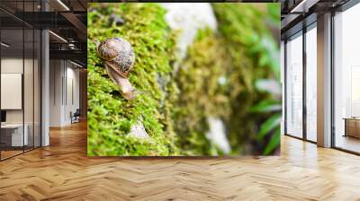 snail on a stone Wall mural