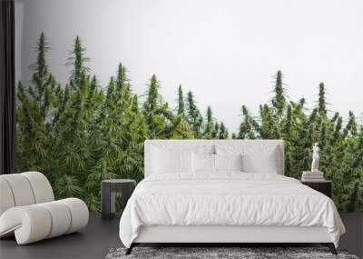 Cannabis plants growing at cannabis farm field. Textured marijuana leaves. Landscape beautiful. Concept of cannabis plantation for medical Wall mural