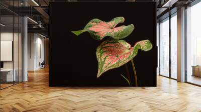 Close-up of caladium bicolor with pinks leaf and green veins on a black background Wall mural