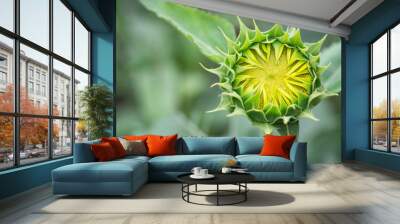 Green young sunflower bud before blooming Wall mural