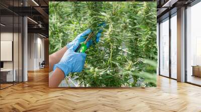 Worker using scissors to cut fresh cannabis buds Wall mural