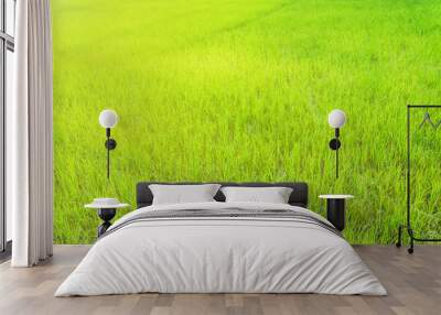 Beautiful golden green paddy rice  seeds  field Ear of rice Wall mural