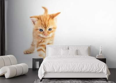 Cat baby tabby Kitten Cute Beautifu on white background Wall mural